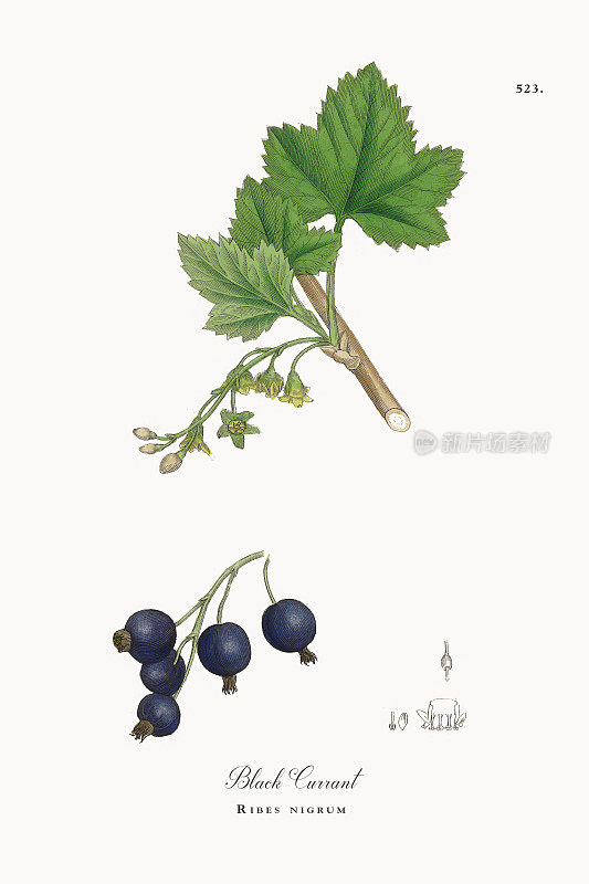 黑加仑子，Ribes nigrum，维多利亚植物学插图，1863年